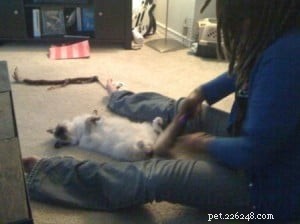 Meet Hank: The Adorable Ragdoll Cat Featured This Week