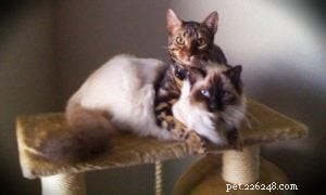 Meet Hank: The Adorable Ragdoll Cat Featured This Week