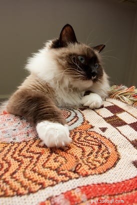 Meet Sapphire: The Gentle Ragdoll Cat of the Week