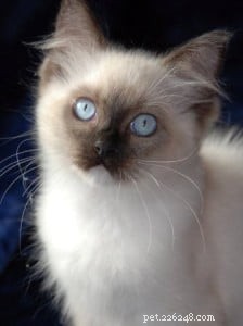 Clancy: A Ragdoll Finding Love After Loss