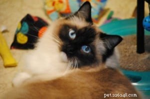 Clancy: A Ragdoll Finding Love After Loss
