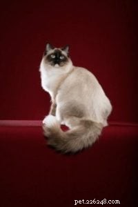 Clancy: A Ragdoll Finding Love After Loss