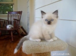Clancy: A Ragdoll Finding Love After Loss