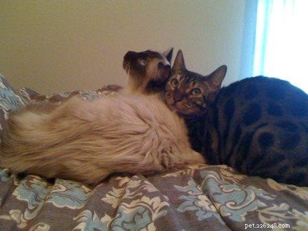 Hank & Howie: How a Ragdoll Cat and a Bengal Cat Found Harmony Together
