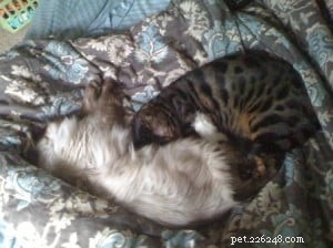 Hank & Howie: How a Ragdoll Cat and a Bengal Cat Found Harmony Together