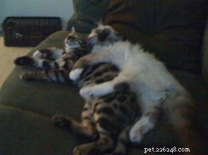 Hank & Howie: How a Ragdoll Cat and a Bengal Cat Found Harmony Together