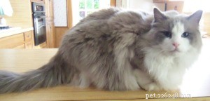 Sam, the Ragdoll Champion of the Week