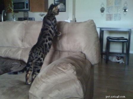 Hank & Howie: How a Ragdoll Cat and a Bengal Cat Found Harmony Together