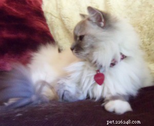 Sam, the Ragdoll Champion of the Week