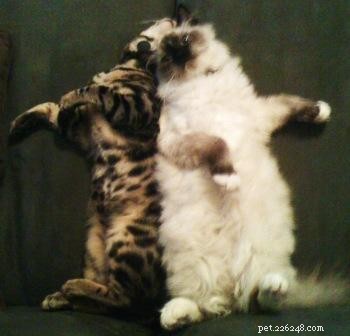 Hank & Howie: How a Ragdoll Cat and a Bengal Cat Found Harmony Together