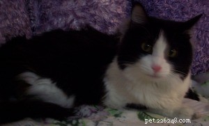 Sam, the Ragdoll Champion of the Week