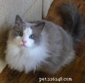 Sam, the Ragdoll Champion of the Week