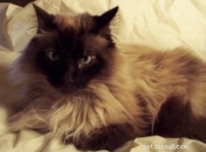 Sapphire: A Resilient Ragdoll’s Journey to a Loving Home