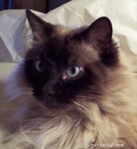 Sapphire: A Resilient Ragdoll’s Journey to a Loving Home