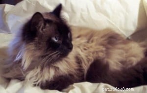 Sapphire: A Resilient Ragdoll’s Journey to a Loving Home