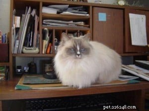 Samantha: The Adorable Ragdoll Cat Making Lives Better