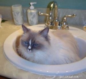 Samantha: The Adorable Ragdoll Cat Making Lives Better