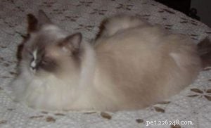 Samantha: The Adorable Ragdoll Cat Making Lives Better
