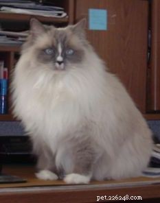 Samantha: The Adorable Ragdoll Cat Making Lives Better