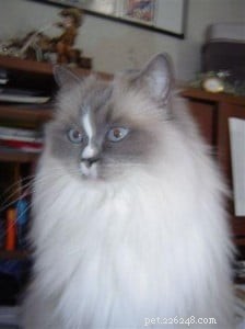 Samantha: The Adorable Ragdoll Cat Making Lives Better