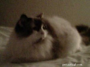 Meet Hanna: The Charming Ragdoll Highlight of the Week