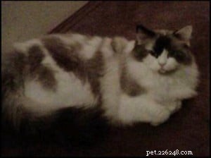 Meet Hanna: The Charming Ragdoll Highlight of the Week