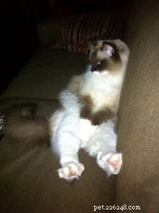 Meet Andy: The Ragdoll Who Became Maddy’s Ideal Companion