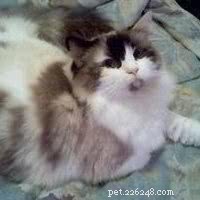Meet Hanna: The Charming Ragdoll Highlight of the Week