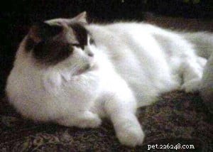 Meet Hanna: The Charming Ragdoll Highlight of the Week