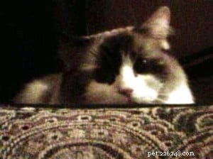 Meet Hanna: The Charming Ragdoll Highlight of the Week