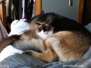 Meet Andy: The Ragdoll Who Became Maddy’s Ideal Companion
