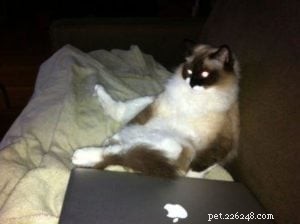 Meet Andy: The Ragdoll Who Became Maddy’s Ideal Companion