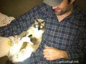 Meet Andy: The Ragdoll Who Became Maddy’s Ideal Companion