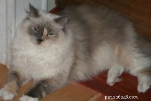 Meet Brynn: The Blue Cream Tortie Ragdoll – Featured Rescue Cat