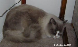 Meet Sebastian: The Charming Ragdoll Cat Seeking a New Home