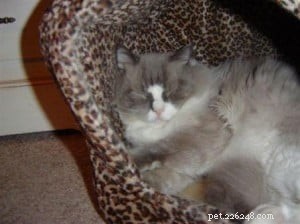 Meet Sebastian: The Charming Ragdoll Cat Seeking a New Home