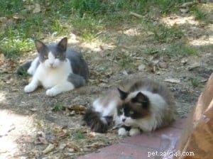 Dana Miller Coburn: Expert Animal Communicator Shares Insights on Pet Communication