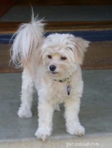 Dana Miller Coburn: Expert Animal Communicator Shares Insights on Pet Communication