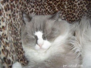 Meet Sebastian: The Charming Ragdoll Cat Seeking a New Home