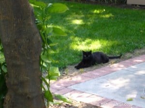 Dana Miller Coburn: Expert Animal Communicator Shares Insights on Pet Communication