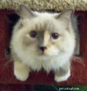 Meet Brynn: The Blue Cream Tortie Ragdoll – Featured Rescue Cat