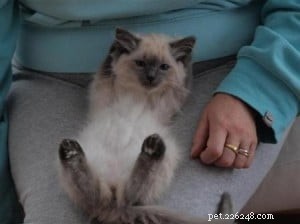 Sookie: The Ragdoll Star of the Week