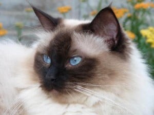 Meet Mr. Darcy: The Adorable Ragdoll Cat of the Week