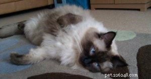 Meet Mr. Darcy: The Adorable Ragdoll Cat of the Week