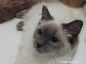Sookie: The Ragdoll Star of the Week