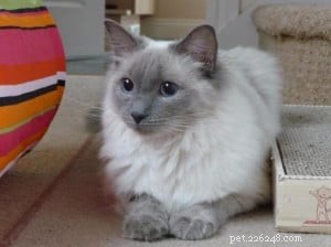 Sookie: The Ragdoll Star of the Week