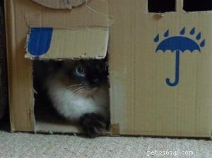 Meet Mr. Darcy: The Adorable Ragdoll Cat of the Week