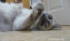 Sookie: The Ragdoll Star of the Week