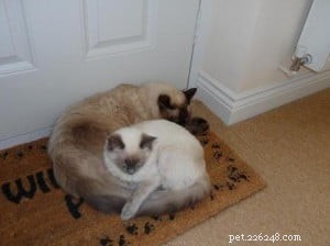 Expert Guide to Introducing Cats: Proven Methods from Mr. Darcy & Sookie s Story