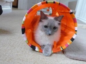 Sookie: The Ragdoll Star of the Week